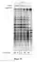 Fig. 25 - Composition and method for stabilizing nucleic acids in biological samples