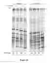 Fig. 26 - Composition and method for stabilizing nucleic acids in biological samples