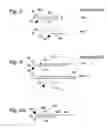 Fig. 07 - Amplification reporter with base-pairing oligomers