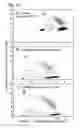 Fig. 20 - Amplification reporter with base-pairing oligomers