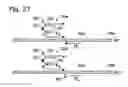 Fig. 22 - Amplification reporter with base-pairing oligomers