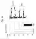 Fig. 26 - METHODS OF USING SINGLE NUCLEOTIDE POLYMORPHISMS IN THE TL1A GENE TO PREDICT OR DIAGNOSE INFLAMMATORY BOWEL DISEASE