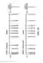 Fig. 11 - LONG NON-CODING RNA AS A DIAGNOSTIC AND THERAPEUTIC AGENT