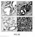 Fig. 20 - LONG NON-CODING RNA AS A DIAGNOSTIC AND THERAPEUTIC AGENT