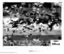 Fig. 63 - Edge formability in metallic alloys