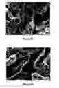 Fig. 08 - Oxidation resistant high-entropy alloys