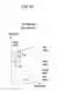 Fig. 07 - System and method for controlling valve timing of continuous variable valve duration engine