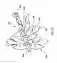 Fig. 19 - Flame simulating assembly with flicker element including paddle elements