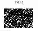 Fig. 17 - CELL MEMBRANE OBSERVATION AND ANALYSIS DEVICE AND CELL MEMBRANE OBSERVATION AND ANALYSIS METHOD