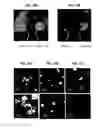 Fig. 16 - Plasmonic substrates for metal-enhanced fluorescence based sensing, imaging and assays for cells