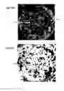 Fig. 20 - Plasmonic substrates for metal-enhanced fluorescence based sensing, imaging and assays for cells
