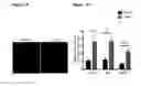 Fig. 08 - METHODS AND COMPOSITIONS FOR DETECTING AND MODULATING CANCER CELLS