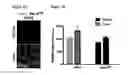 Fig. 10 - METHODS AND COMPOSITIONS FOR DETECTING AND MODULATING CANCER CELLS