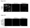 Fig. 24 - METHODS AND COMPOSITIONS FOR DETECTING AND MODULATING CANCER CELLS