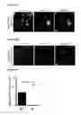 Fig. 25 - METHODS AND COMPOSITIONS FOR DETECTING AND MODULATING CANCER CELLS