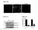 Fig. 27 - METHODS AND COMPOSITIONS FOR DETECTING AND MODULATING CANCER CELLS