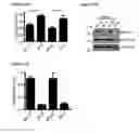 Fig. 31 - METHODS AND COMPOSITIONS FOR DETECTING AND MODULATING CANCER CELLS