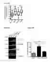 Fig. 34 - METHODS AND COMPOSITIONS FOR DETECTING AND MODULATING CANCER CELLS
