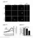Fig. 37 - METHODS AND COMPOSITIONS FOR DETECTING AND MODULATING CANCER CELLS