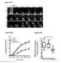 Fig. 43 - METHODS AND COMPOSITIONS FOR DETECTING AND MODULATING CANCER CELLS