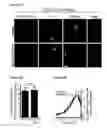 Fig. 52 - METHODS AND COMPOSITIONS FOR DETECTING AND MODULATING CANCER CELLS
