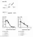 Fig. 60 - METHODS AND COMPOSITIONS FOR DETECTING AND MODULATING CANCER CELLS