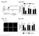 Fig. 63 - METHODS AND COMPOSITIONS FOR DETECTING AND MODULATING CANCER CELLS