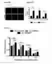 Fig. 64 - METHODS AND COMPOSITIONS FOR DETECTING AND MODULATING CANCER CELLS