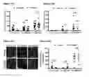 Fig. 65 - METHODS AND COMPOSITIONS FOR DETECTING AND MODULATING CANCER CELLS
