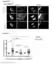 Fig. 75 - METHODS AND COMPOSITIONS FOR DETECTING AND MODULATING CANCER CELLS