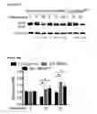 Fig. 76 - METHODS AND COMPOSITIONS FOR DETECTING AND MODULATING CANCER CELLS