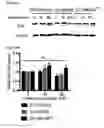 Fig. 80 - METHODS AND COMPOSITIONS FOR DETECTING AND MODULATING CANCER CELLS