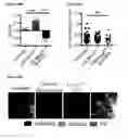 Fig. 86 - METHODS AND COMPOSITIONS FOR DETECTING AND MODULATING CANCER CELLS