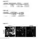 Fig. 89 - METHODS AND COMPOSITIONS FOR DETECTING AND MODULATING CANCER CELLS