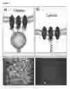 Fig. 05 - Biomimetic microfluid device for capturing circulating tumor cells