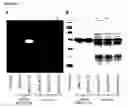 Fig. 03 - Highly fluorogenic protein labelling agents