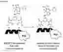 Fig. 10 - Highly fluorogenic protein labelling agents