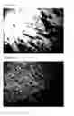 Fig. 09 - METHODS AND COMPOSITIONS FOR IMAGING VIA MOLECULAR BIASING