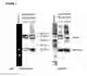 Fig. 02 - Method for diagnosing G-protein coupled receptor-related diseases