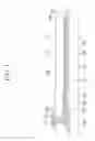 Fig. 04 - Liquid crystal display and method of manufacturing thereof