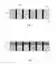 Fig. 02 - Color filter and liquid crystal panel