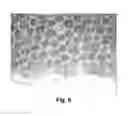 Fig. 06 - METHODS FOR DRIVING ELECTROPHORETIC DISPLAYS USING DIELECTROPHORETIC FORCES