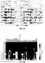 Fig. 05 - PHENOTYPE-BASED CHEMICAL SCREENS