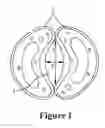Fig. 02 - Process and device for direct measurements of plant stomata