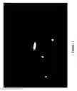 Fig. 08 - Process and device for direct measurements of plant stomata