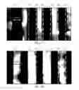 Fig. 06 - Universal methodology to synthesize diverse two-dimensional heterostructures