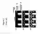 Fig. 04 - COALESCED NANOWIRE STRUCTURES WITH INTERSTITIAL VOIDS AND METHOD FOR MANUFACTURING THE SAME