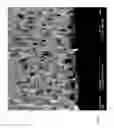 Fig. 07 - Necklaces of silicon nanowires