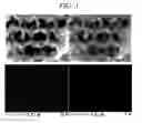 Fig. 04 - Secondary battery comprising a carbon-silicon composite electrode and method of preparing same