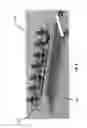 Fig. 04 - Multi-band base station antennas having multi-layer feed boards